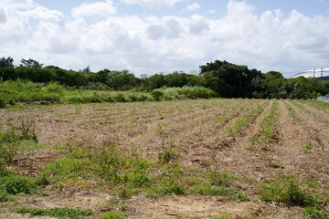 Fototapeta na wymiar Scenery of a field after harvest in Miyakojima