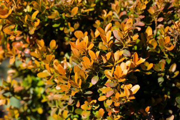 close-up Berberis Thunbergii Aurea or Barberry Shrub close up bush with yellow leaves, natural background of leaves