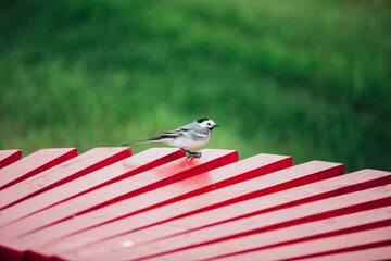 little bird on a street bench