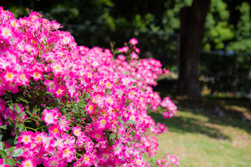 Obraz premium 蜻蛉池公園（大阪府岸和田市）の薔薇