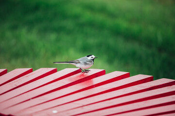 little bird on a street bench