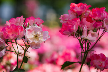 蜻蛉池公園（大阪府岸和田市）の薔薇