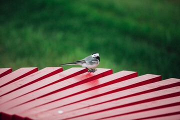 little bird on a street bench
