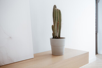home cactus in the interior