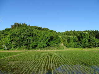 Fototapeta na wymiar 初夏の農村風景