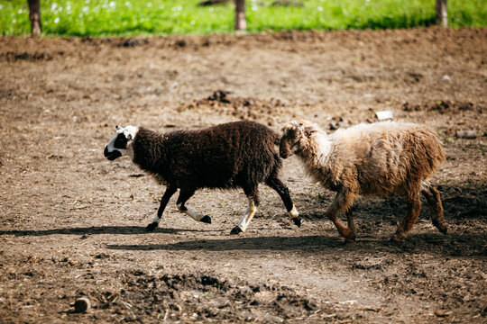 farm in summer,  sheep