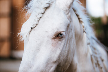 unusual blue-eyed elven horse