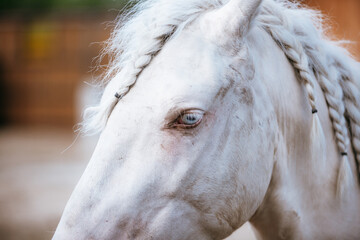 unusual blue-eyed elven horse