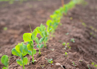 A row of young pea plants in the home garden.