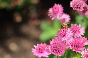 Bees on flowers