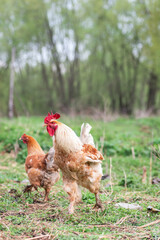 A rooster and a free-range chicken on the grass in the countryside.