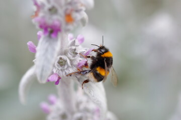 Bees on flowers