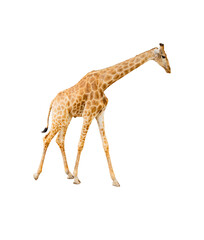 Giraffe isolated on white background with clipping path