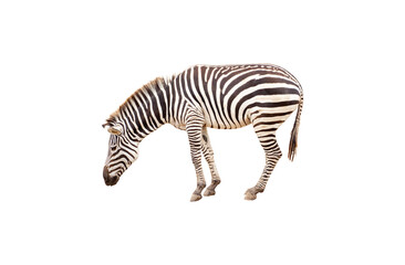 Fototapeta na wymiar zebra isolated on white background with clipping path