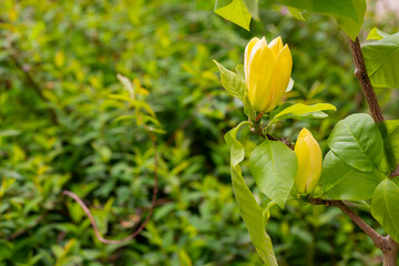 Blossoming of magnolia yellow flowers in a spring garden, natural seasonal floral background with copyspace. © Anna