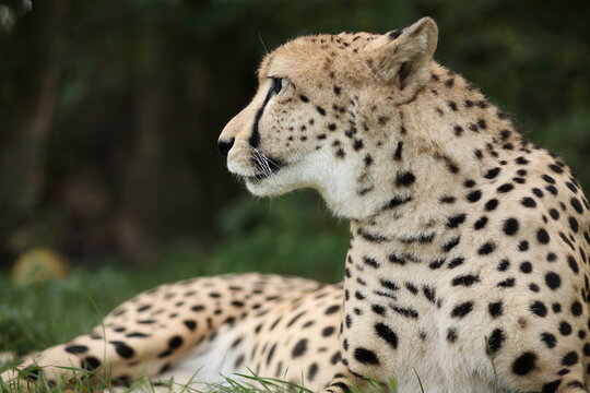 An older cheetah is lying in the grass and is watching