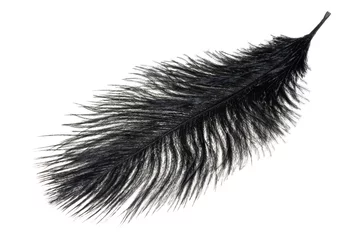 Zelfklevend Fotobehang a black ostrich feather on a white isolated background © Krzysztof Bubel