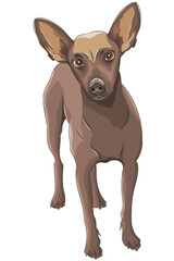 Drawing of a dog breed Russian toy terrier.