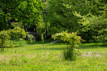 Obraz premium Green trees and green grass in a spring park on a sunny day