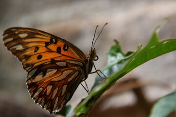 Agraulis vanillae butterfly over leaves with beige background