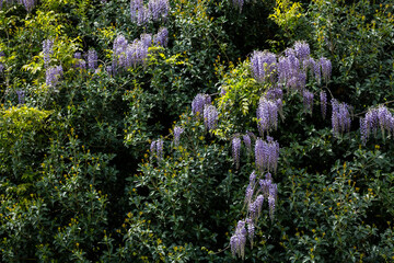 Obraz premium Selective focus of purple flowers Wisteria sinensis or Blue rain, Chinese wisteria is species of flowering plant , Its twisting stems and masses of scented flowers in hanging racemes.
