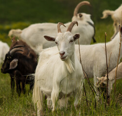 Naklejka na ściany i meble white goat grazing in the meadow