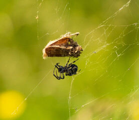 spider on a web on a green background