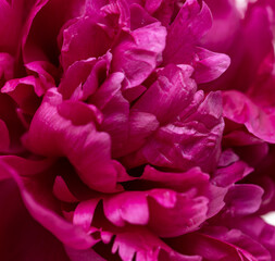 burgundy peony flower as background