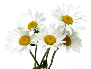 white chamomile flowers on white background