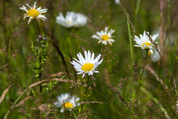 Ox-eye Daisy (Leucanthemum vulgare) in garden