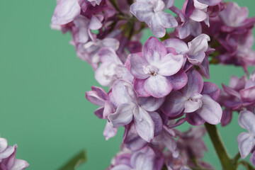 Fototapeta na wymiar Twig of lilac isolated on green background, macro.