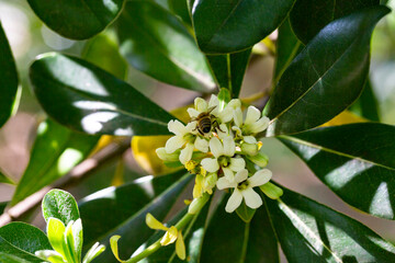 Fototapeta premium blossoms of ornamental plant, PITTOSPORUM TOBIRA small white flowers