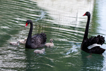black swans with their children they swim on the lake on a spring day