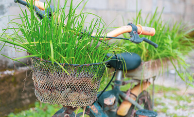 Reused garden design ideas flower garden decoration in old and broken small bicycles Recycled garden design. Eco-saving and Diy concept.