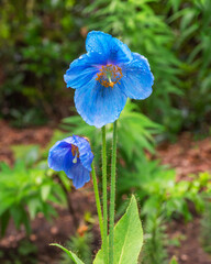 Blue poppy blooms