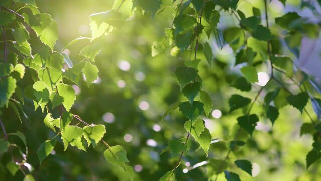 Green leaves on tree branch sway in the wind. Summer sunny nature leaves background. Slow motion, 4K.