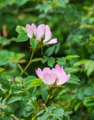 Wild dog roses