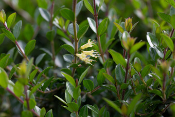 close-up of small white honeysuckle flowers in May, Box-leaved honeysuckle branch - Latin name - Lonicera ligustrina var. pileata Lonicera pileata