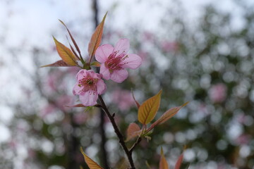 focus on pink wild Himalayan cherry blossom with blurred background
