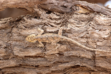 Ground Agama on tree bark, Kgalagadi