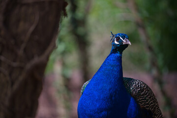 Obraz premium close-up of blue peacock next to a tree