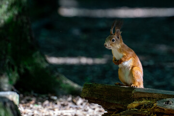 Cute and funny red squirrel is standing still in lthe sunlight rays with the dark  forest background