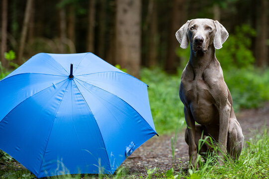 Jagdhund und Regenschirm