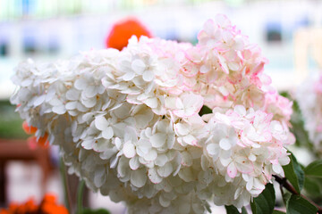 Beautiful hydrangea flowers in summer garden.