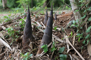 Bamboo shoots, natural raw materials, thrive in the rainy season