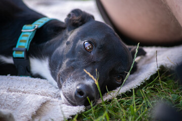 whippet