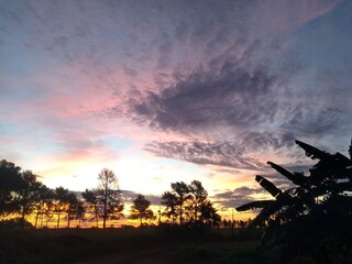 sunset in the forest