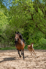mother horse and foal are running together in and arena in training, brown haired family