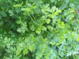 parsley
