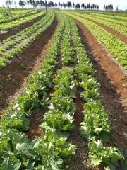 field of lettuce